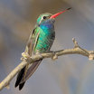 Broad-billed Hummingbird